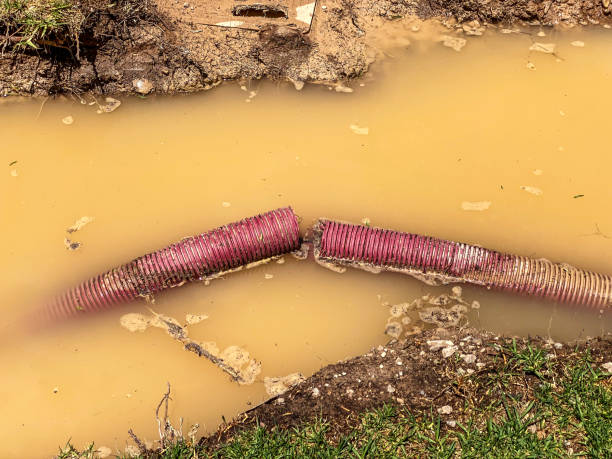 Best Mold removal after water damage  in Westland, MI