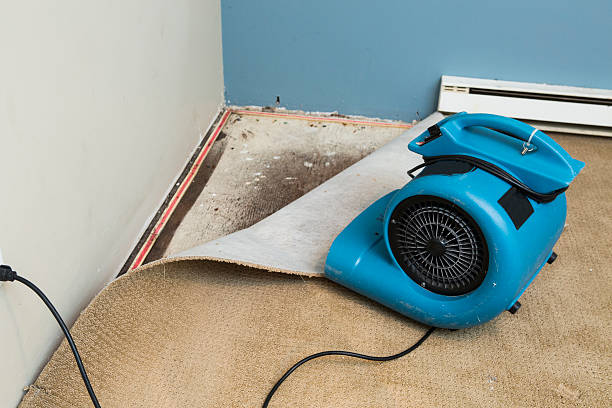 Best Water damage contractors near me  in Westland, MI